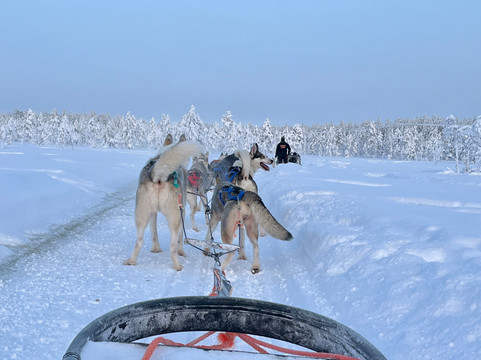 Arctic Circle Husky Park-罗瓦涅米必去景点