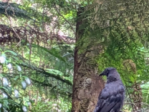 Arthur River Cruises-Arthur River必去景点