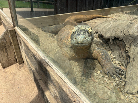 Ballarat Wildlife Park-巴拉瑞特必去景点