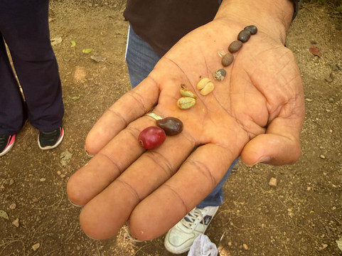 Diriá Coffee Tour-Hojancha必去景点