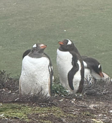 Falkland Islands Tourist Board-Stanley必去景点