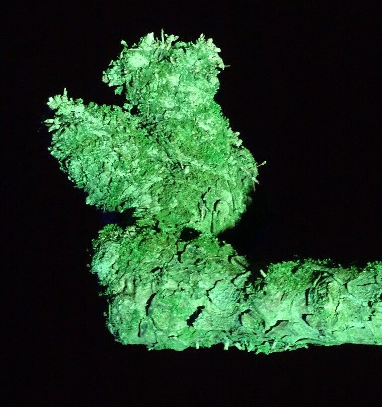 Grugapark Essen-埃森必去景点