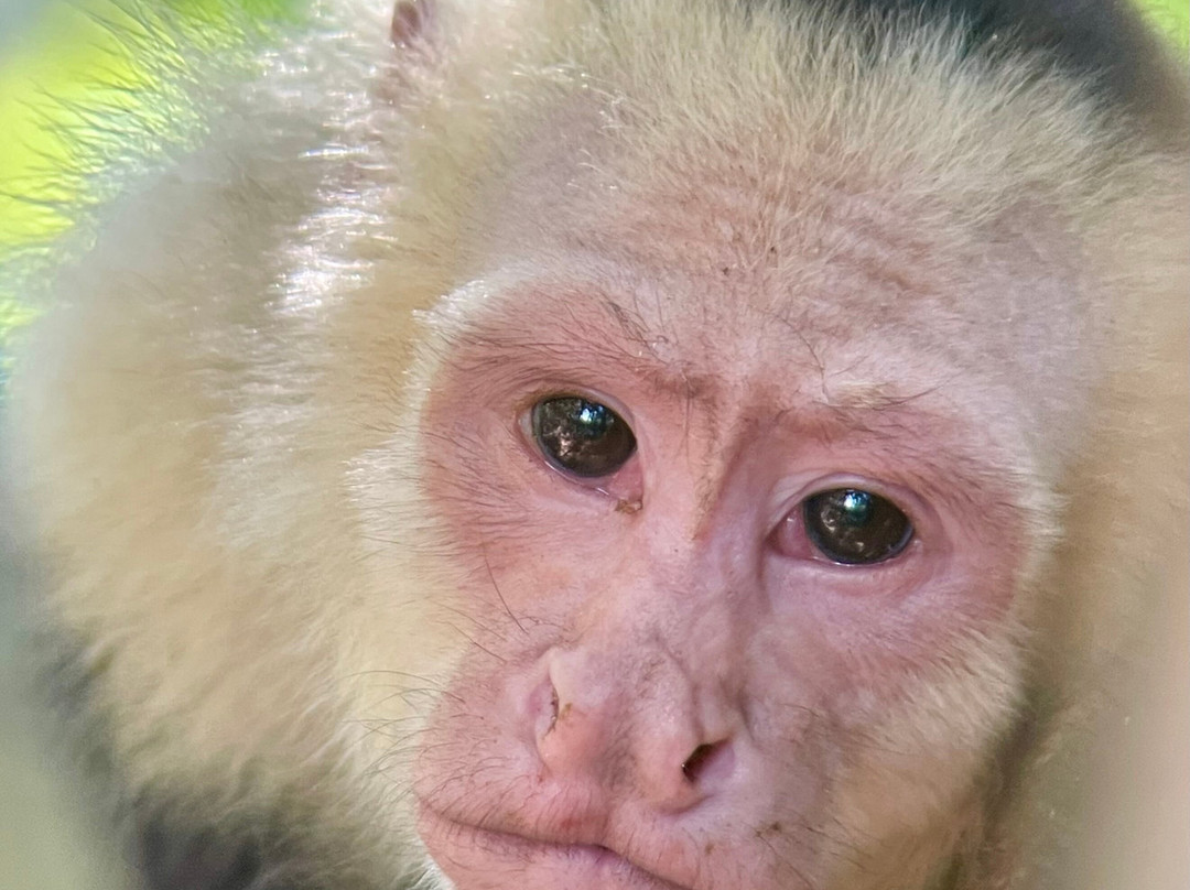 Birding Spots Manuel Antonio-克波斯必去景点