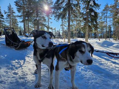 Hemsedal Huskies-Hemsedal必去景点