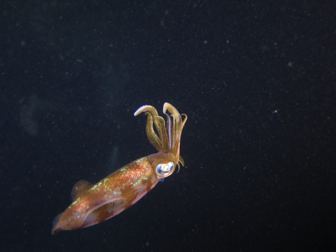 Alpha Plongée Martinique-Les Anses d'Arlet必去景点