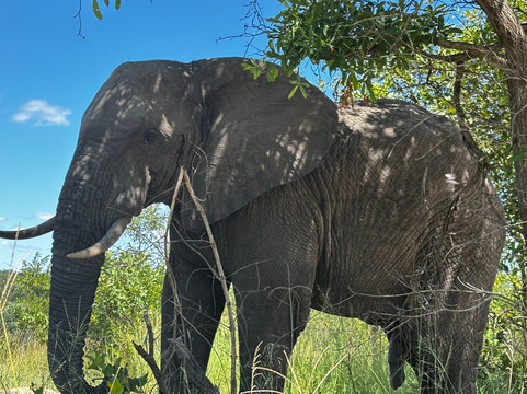 African Safari Group-开普敦必去景点