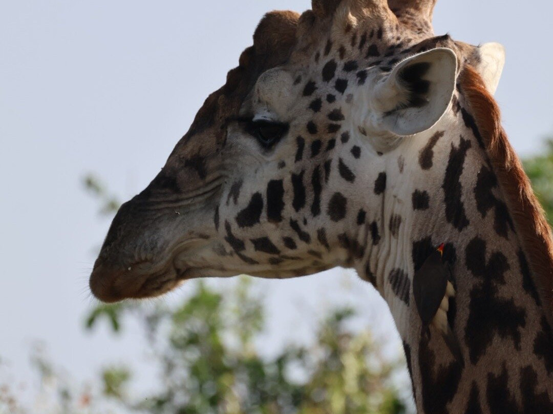 Ongeri Expeditions-Luxury Safaris-Karen必去景点