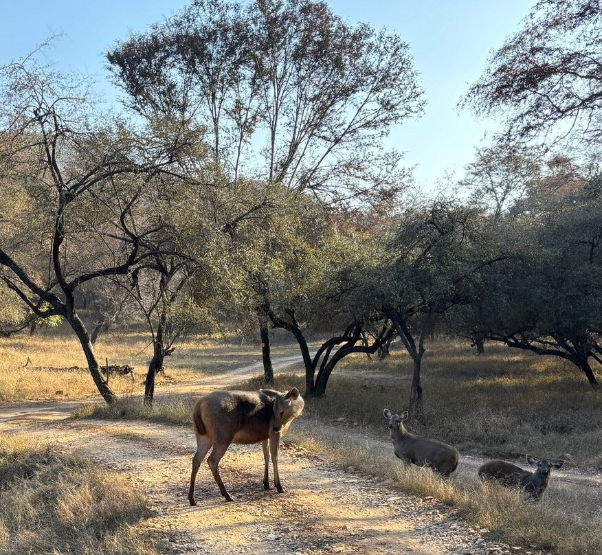 Ranthambore National Park-Ranthambore National Park必去景点