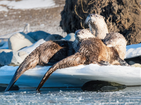 Yellowstone Wild-加德纳必去景点