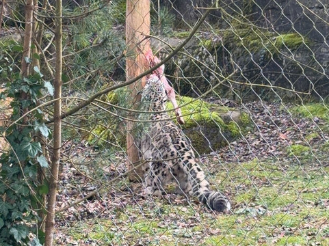 Marwell Zoo-温彻斯特必去景点