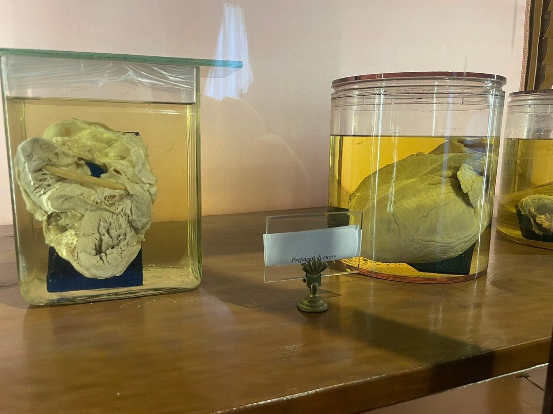 MUSA - Museo Universitario delle Scienze e delle Arti-那不勒斯必去景点
