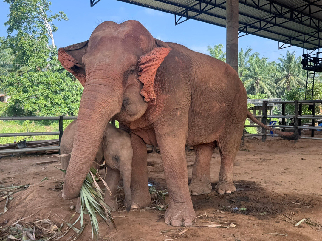 Krabi Elephant House Sanctuary-Sai Thai必去景点
