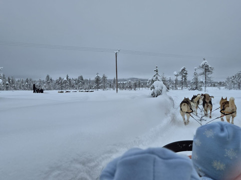 Arctic Circle Husky Park-罗瓦涅米必去景点