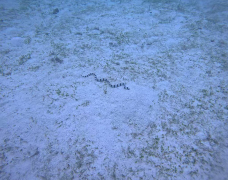 薄荷岛潜水俱乐部潜水中心-邦劳岛必去景点