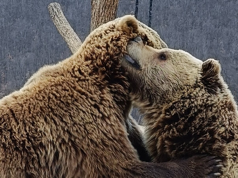 BEAR SANCTUARY Prishtina-普里什蒂纳必去景点