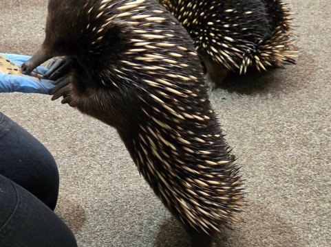 Platypus House-Beauty Point必去景点