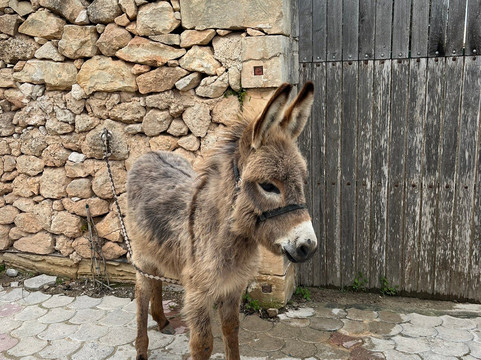 Tax-xierfa Museum-拉巴特必去景点