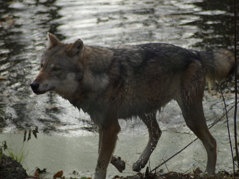 Wolfcenter Dörverden-Doerverden必去景点