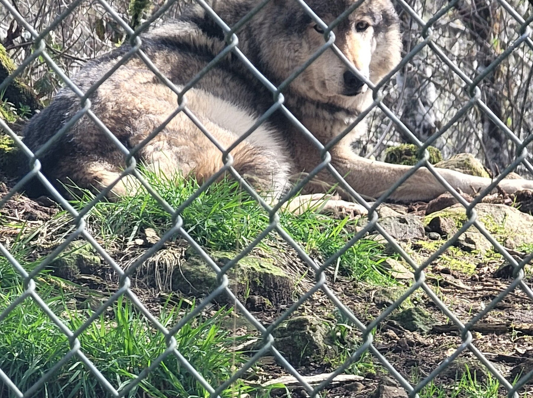 White Wolf Sanctuary & Educational Facility-Tidewater必去景点