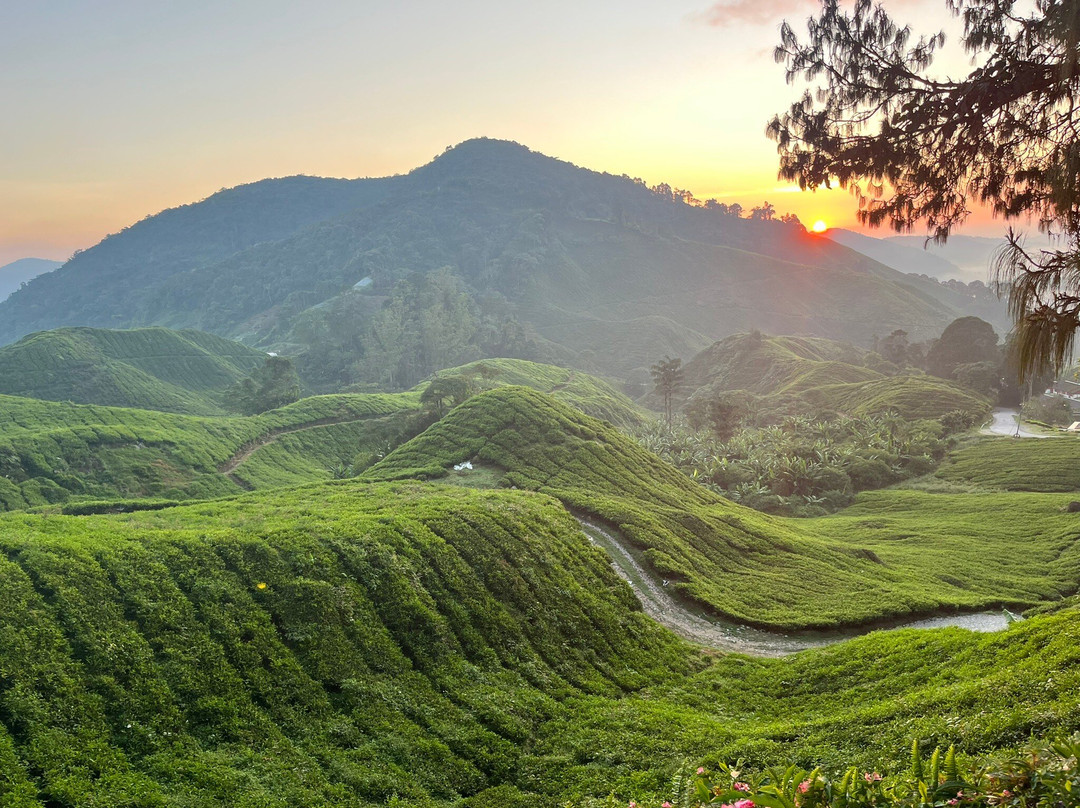 Discover Camerons-丹那拉塔必去景点