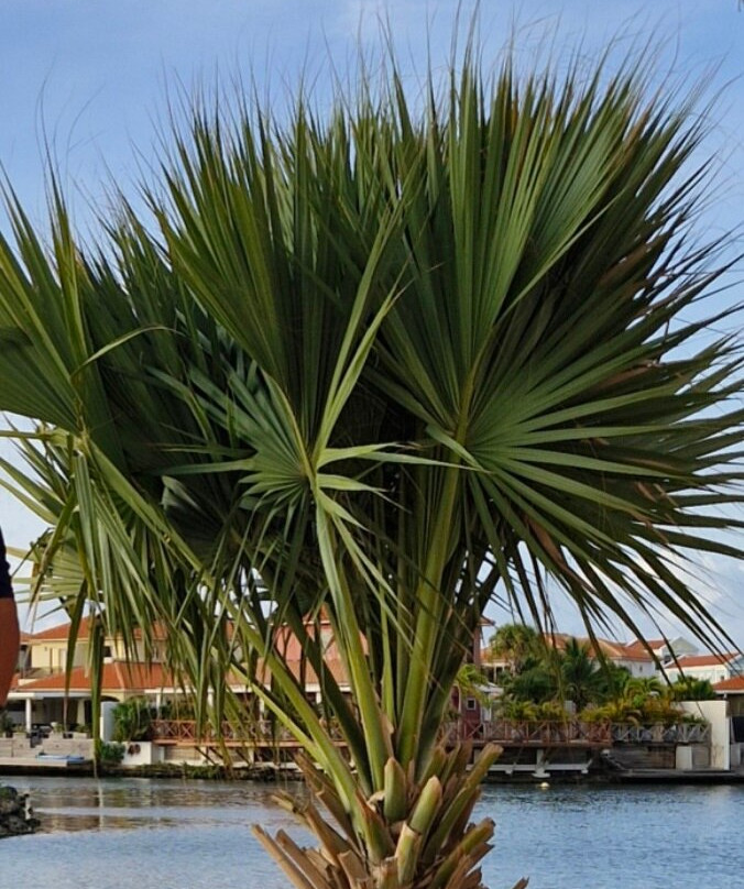 Corallium酒店和别墅Bonaire主图