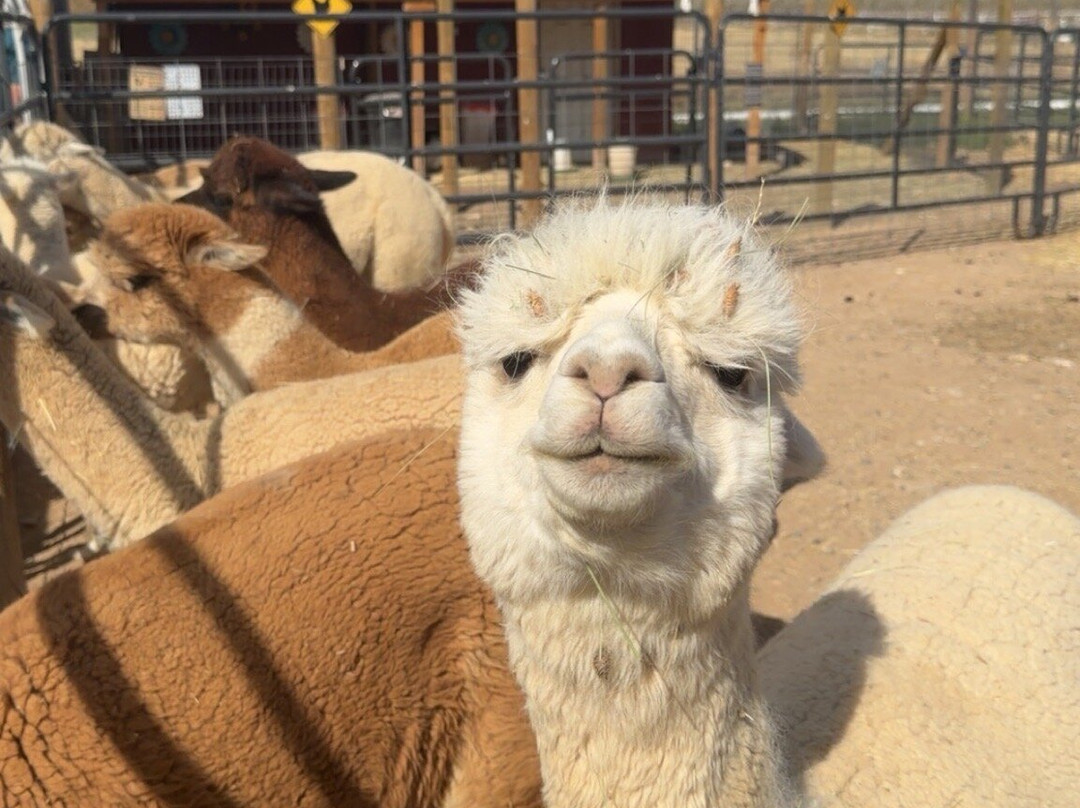 Suncrest Orchard Alpacas-Palisade必去景点