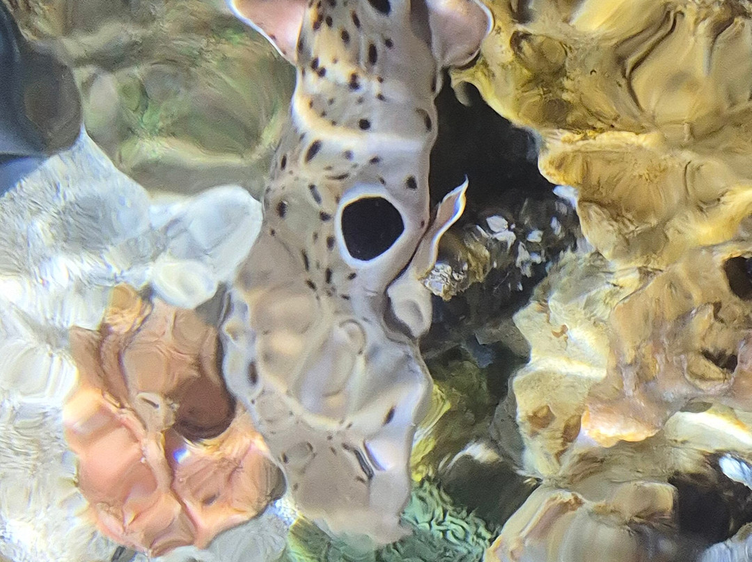 Skegness Aquarium-斯凯格内斯必去景点