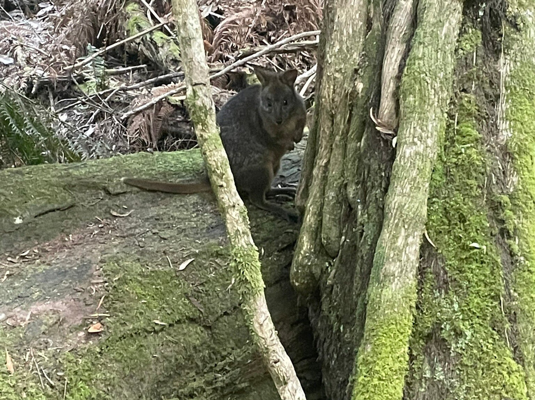 Fern Glade Reserve-伯尼必去景点