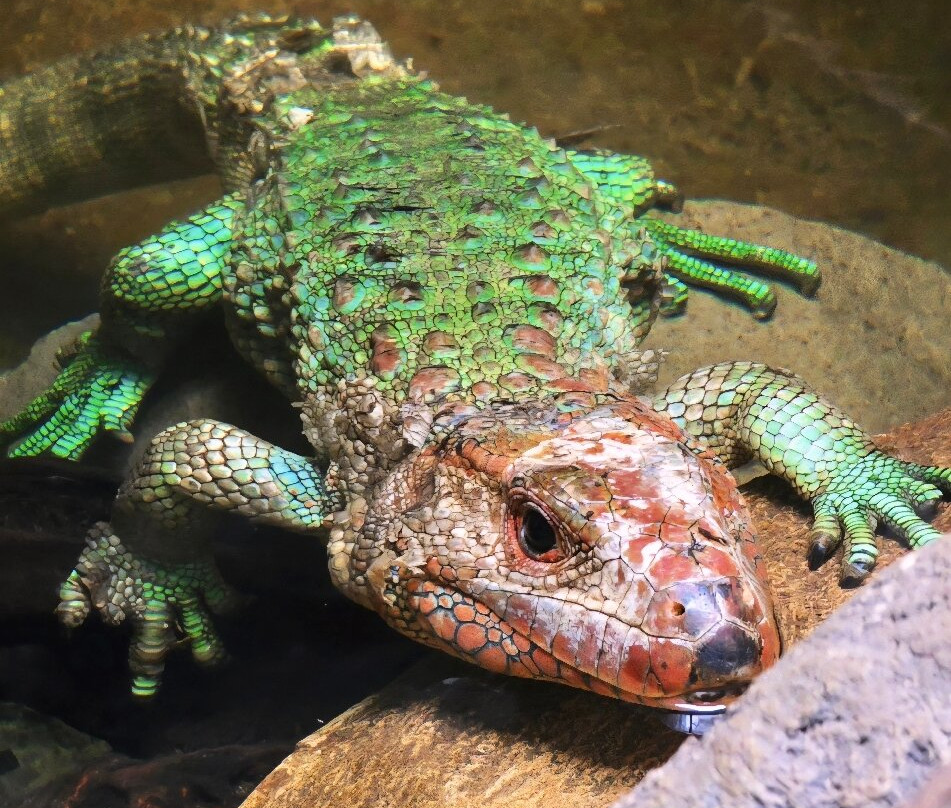 Crocodiles of the World-Brize Norton必去景点