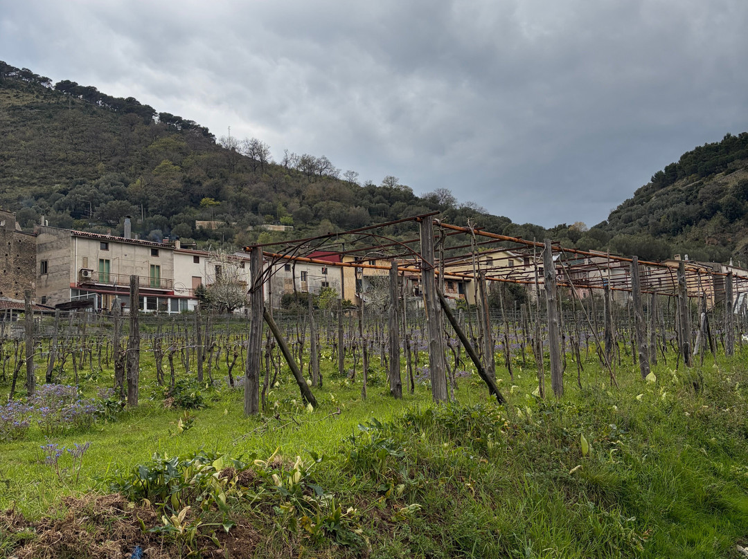 Azienda Agricola Donna Clara-Licusati必去景点