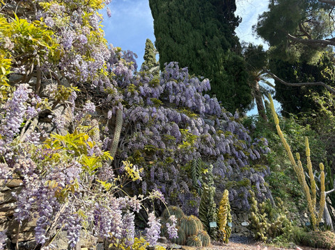 I Giardini Di Villa Della Pergola-阿拉西奥必去景点