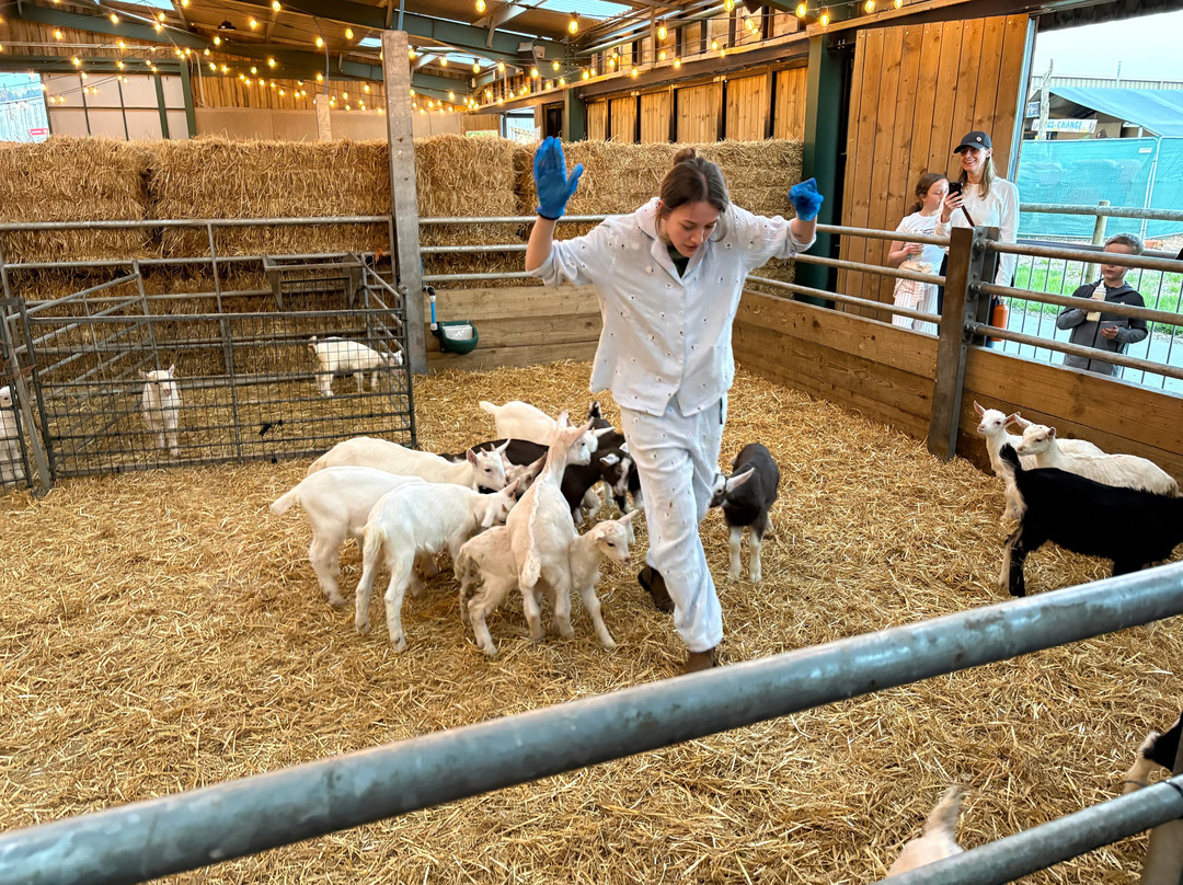 Cockfields Farm Park-Ashton-under-Lyne必去景点