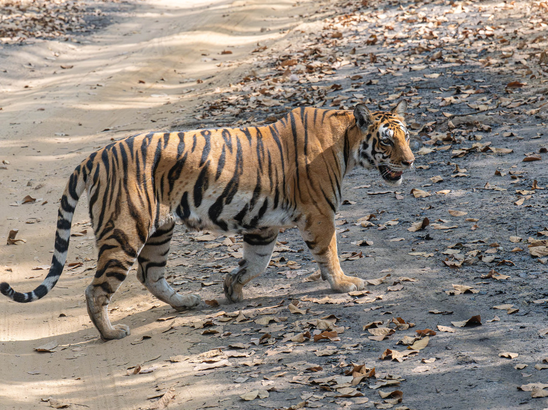 奇特婉丛林小屋主图