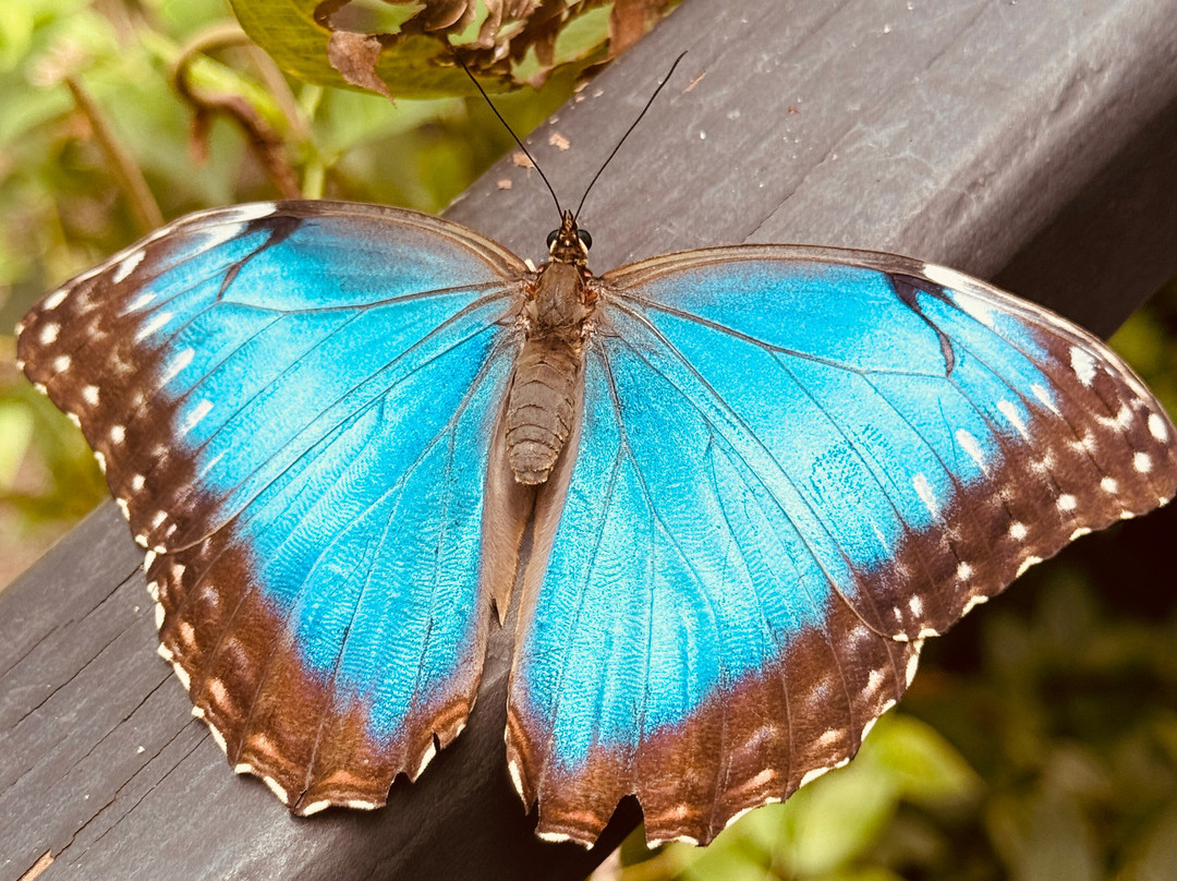 Sukia Park & Zip Line Tour-哥斯达黎加安东尼奥国家公园必去景点