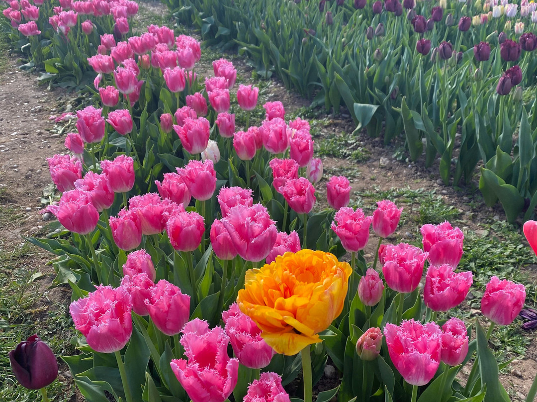 Tulleys Tulip Fields - Hertfordshire-圣奥尔本斯必去景点