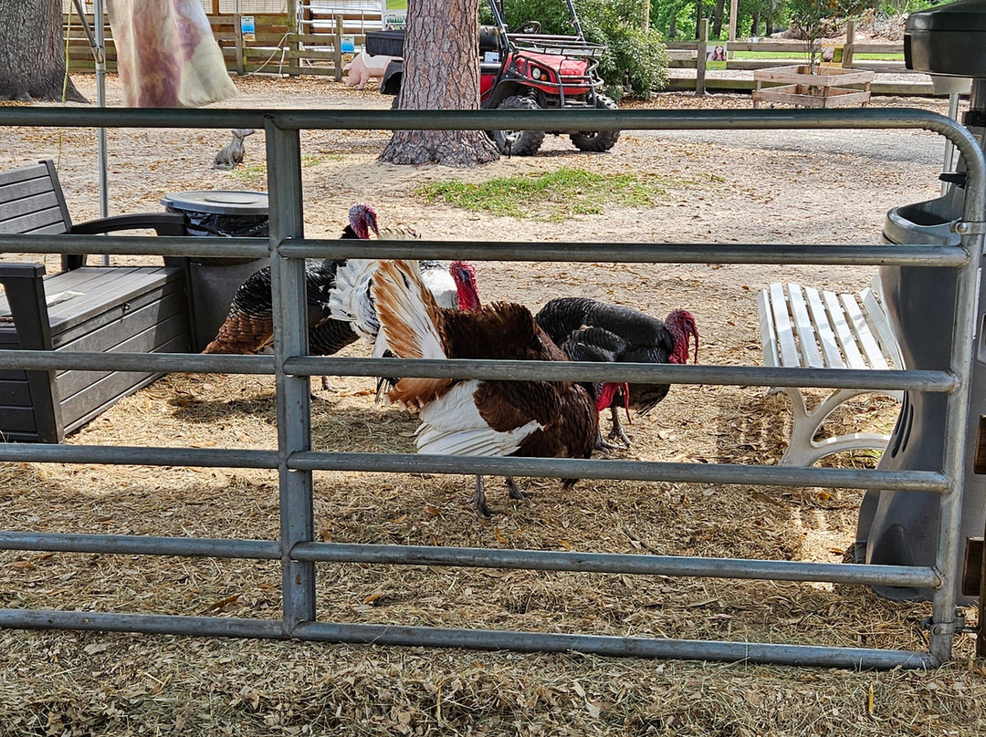 Rooterville Animal Sanctuary-Melrose必去景点