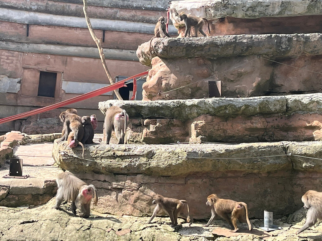 Paignton Zoo Environmental Park-佩恩顿必去景点