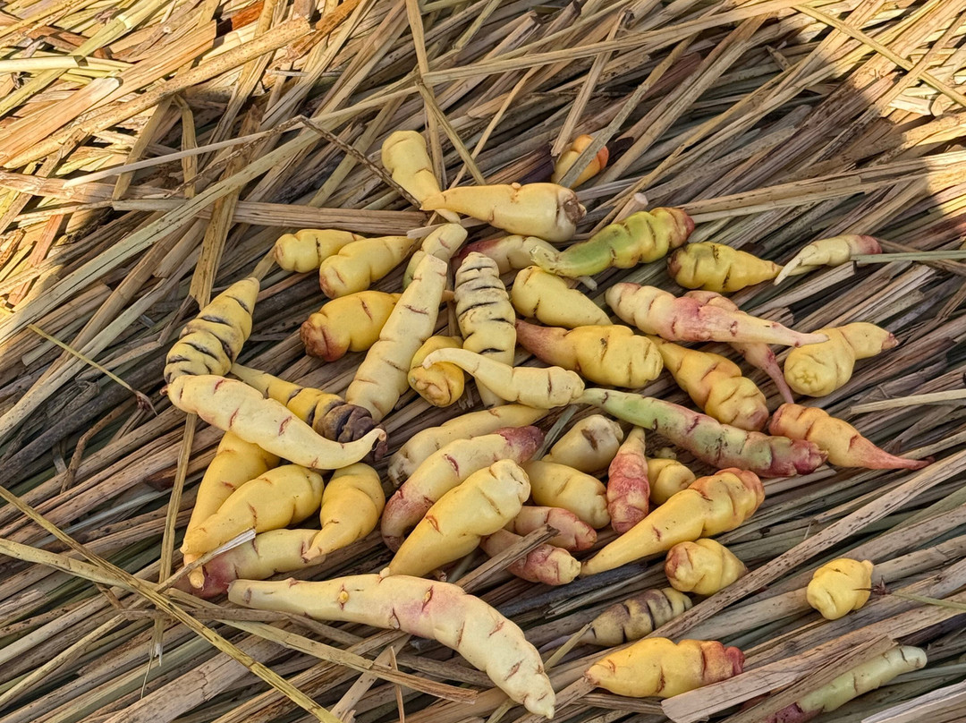 Titicaca Expeditions-普诺大区必去景点