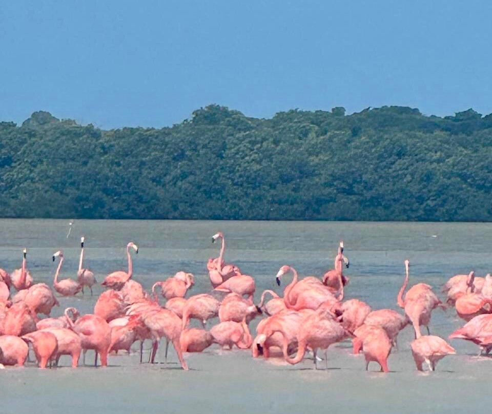 Flamingo Tours-塞莱斯顿必去景点