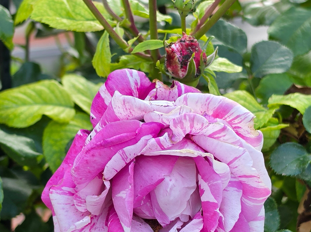 Princess Grace Botanical Garden-摩纳哥城必去景点