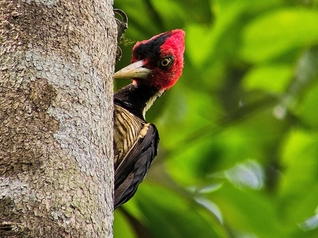 Birding and Nature tours in Carara-Tarcoles必去景点