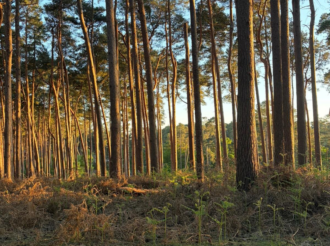Center Parcs Woburn Forest主图