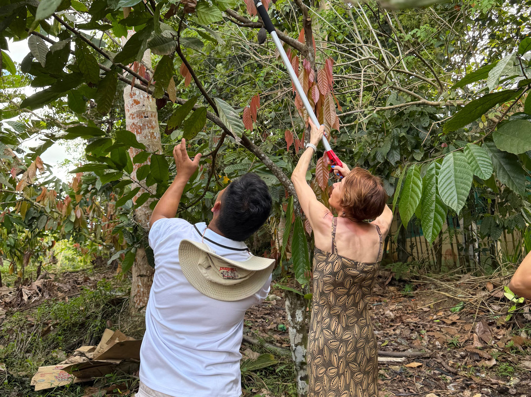 Bohol Chocolate Farm-Sagbayan必去景点