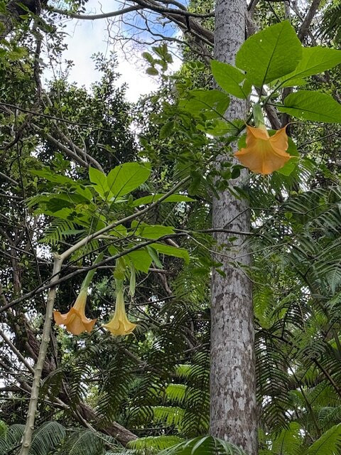 Kona Cloud Forest Sanctuary-凯鲁瓦-柯纳必去景点