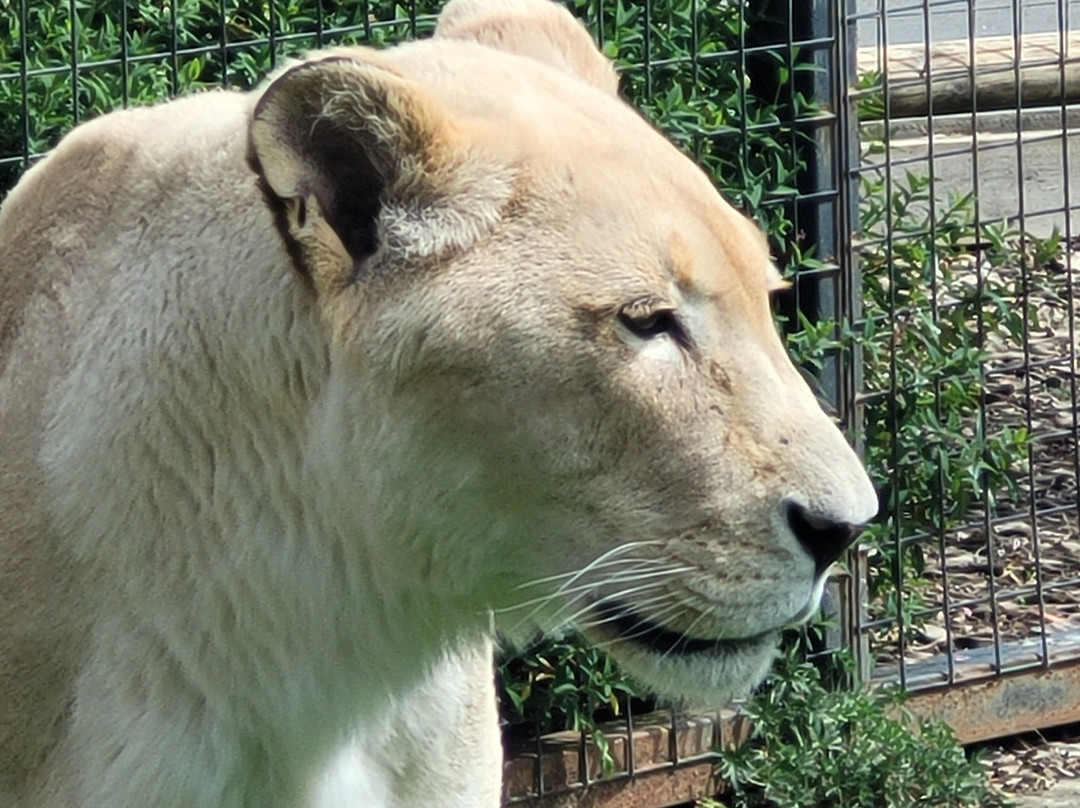 The Big Cat Sanctuary-Smarden必去景点