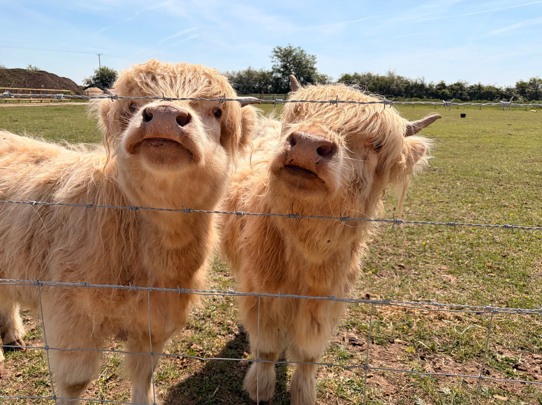 Highland Cow Cottage-Royston必去景点