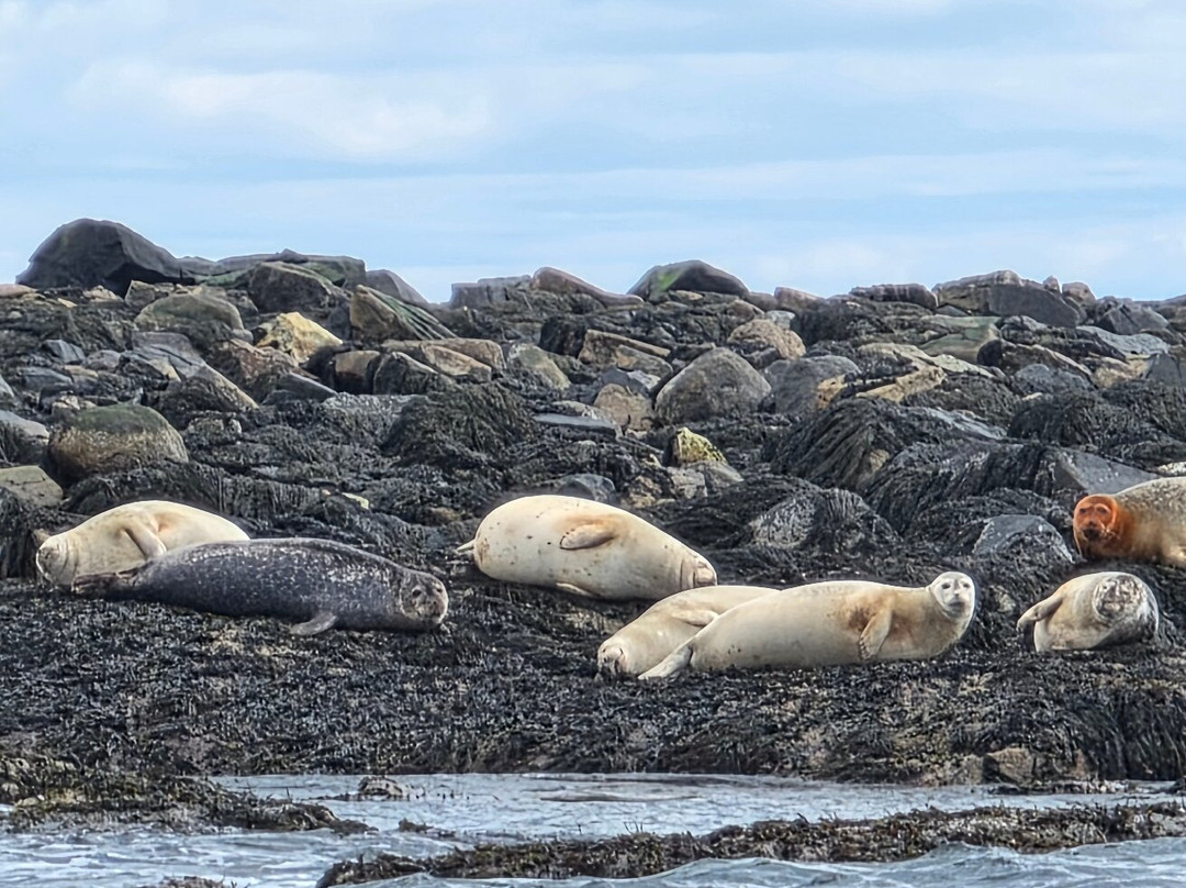 Acadia Puffin Cruise-Steuben必去景点