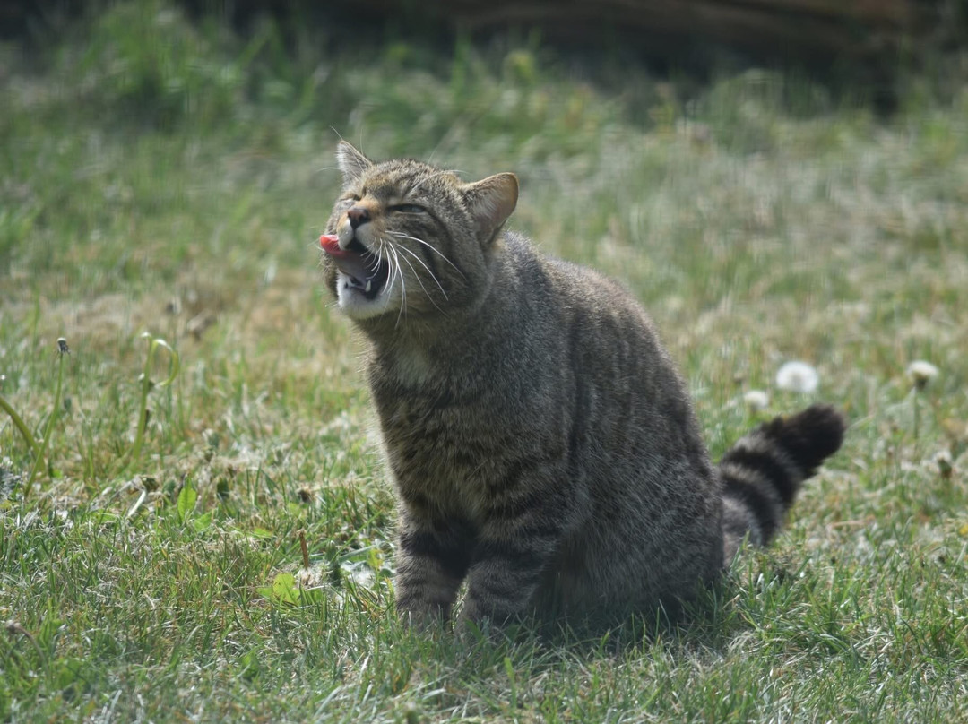 British Wildlife Centre-Lingfield必去景点