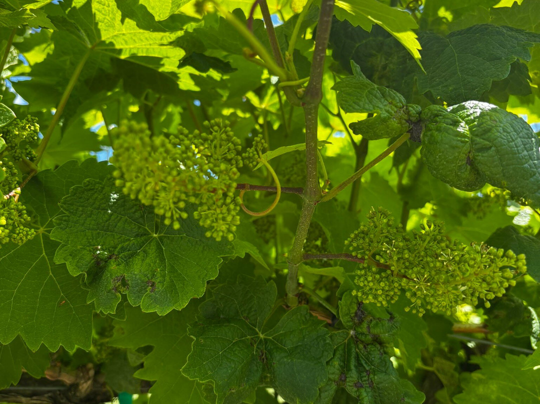 Three Strands Vineyard and Winery-达拉斯必去景点