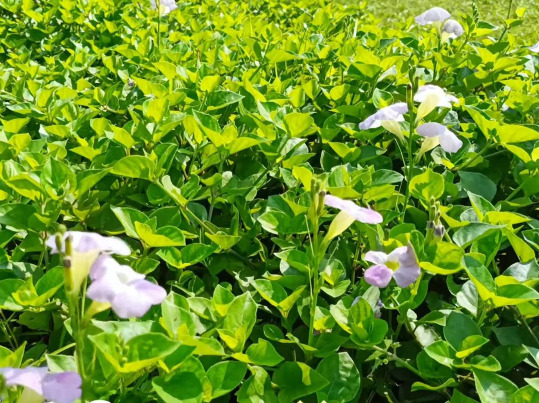Ansupa Lake-布巴内斯瓦尔必去景点